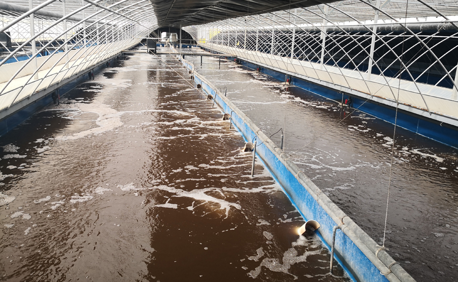 養(yǎng)豬場(chǎng)污水處理(圖1) undefined